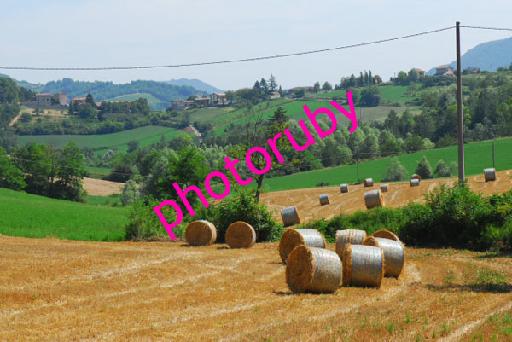 DSC_0625.JPG