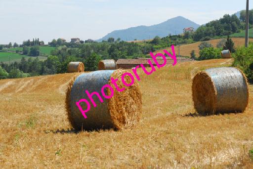 DSC_0628.JPG