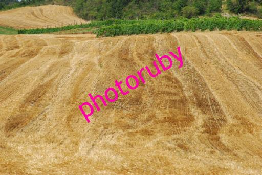 DSC_8918.JPG