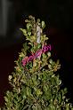 IMG_4085